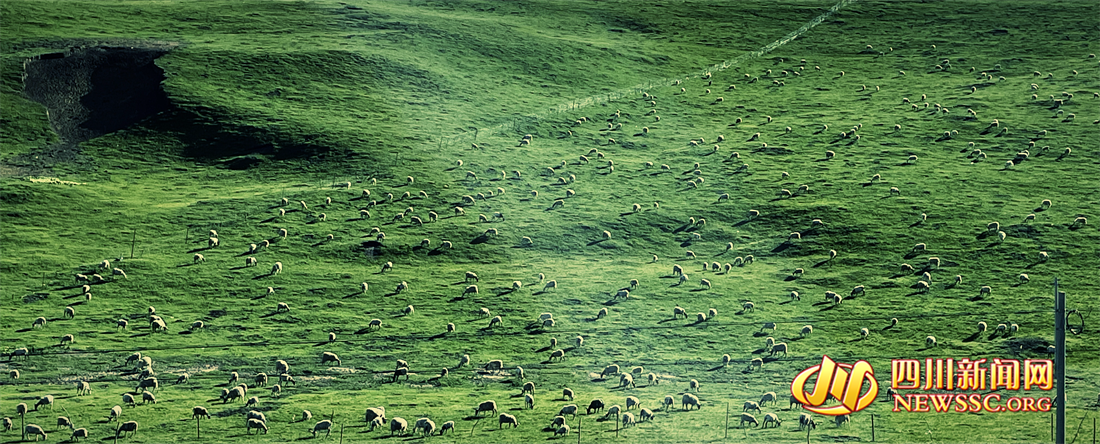 沙洲點(diǎn)點(diǎn)，水鳥翔集，探秘黃河九曲第一灣若爾蓋生態(tài)之變的“金鑰匙” (2).png