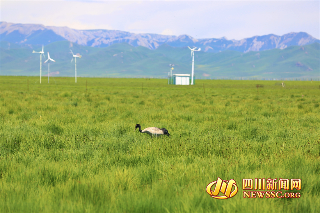 沙洲點(diǎn)點(diǎn)，水鳥翔集，探秘黃河九曲第一灣若爾蓋生態(tài)之變的“金鑰匙” (7).png