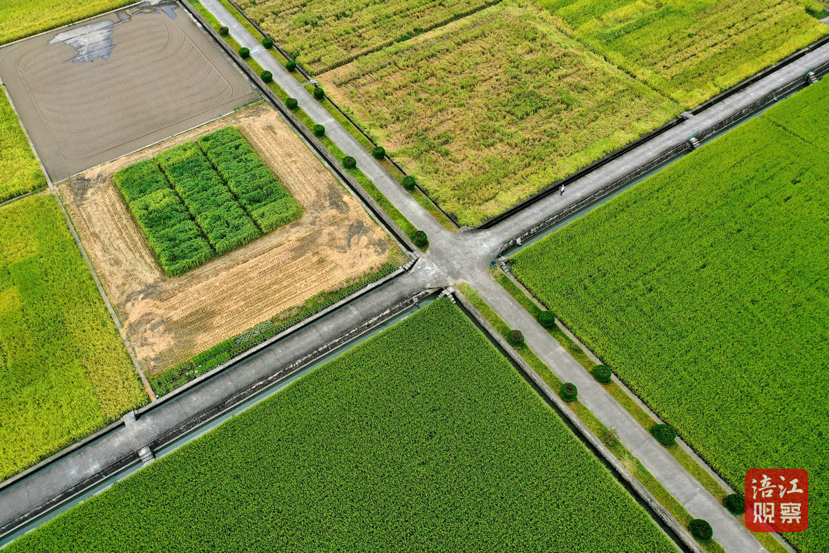 2024年8月30日，綿陽(yáng)農(nóng)科院基地 周良斌1_1.jpg